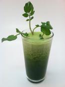 Green Tea Weight Loss Smoothie Recipe